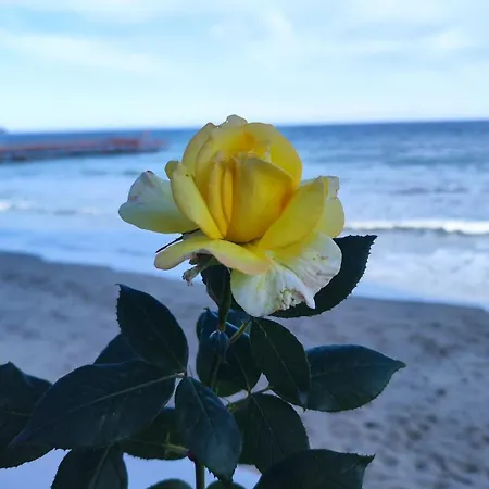 Sea View 아파트